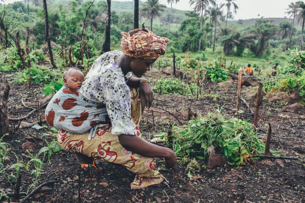 agriculture in sierra leone