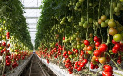 SLeCAD Highlights Growth Opportunities in Sierra Leone’s Major Crop Value Chains