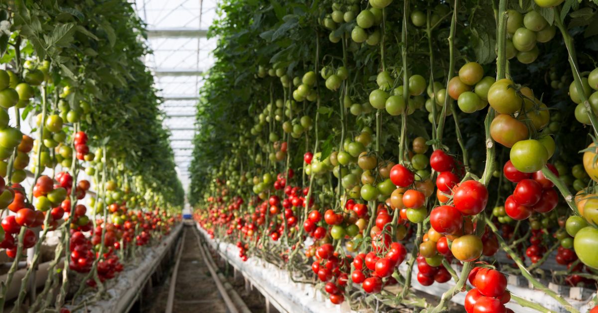 tomato-farm